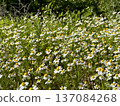 Field of chamomile flowers. Field of chamomile flowers in bloom. 137084268