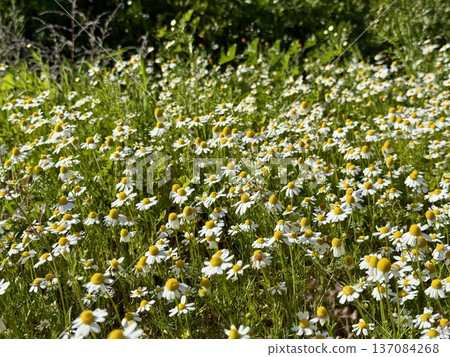 Field of chamomile flowers. Field of chamomile flowers in bloom. 137084268