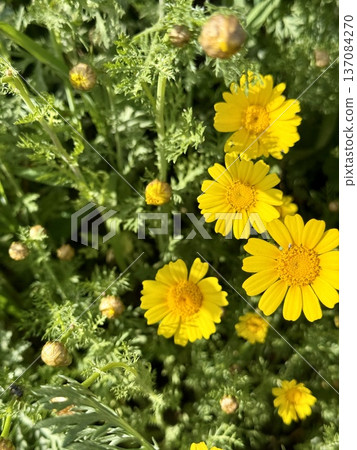 Field yellow flowers in bloom. Daisies decorate the landscapes of many countries with their bright yellow colors. 137084270