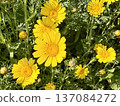 Field yellow flowers in bloom. Daisies decorate the landscapes of many countries with their bright yellow colors. 137084272