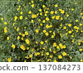 Field yellow flowers in bloom. Daisies decorate the landscapes of many countries with their bright yellow colors. 137084273