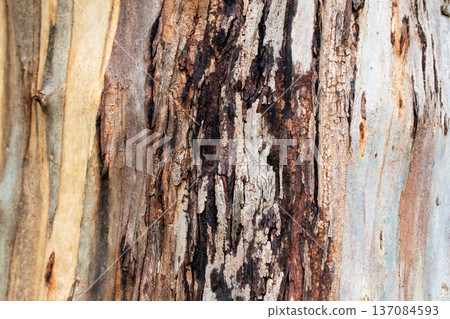 Multi-colored Eucalyptus Tree Bark Texture 137084593