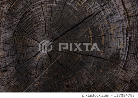 Close-up of tree trunk cross-section with dark textured rings and deep cracks, natural wood detail 137084792