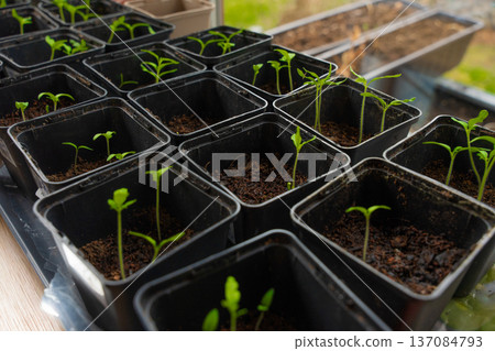 Young green seedlings sprouting in black plastic pots filled with soil, early vegetable garden. Young green seedlings sprouting in black plastic pots filled with soil, early vegetable garden. 137084793
