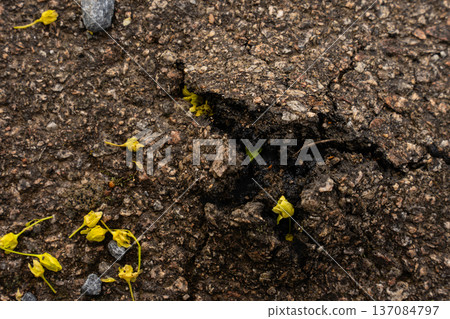 Cracked asphalt with small yellow flower petals and pebbles - macro texture from Czech countryside. Cracked asphalt with small yellow flower petals and pebbles - macro texture from Czech countryside. 137084797
