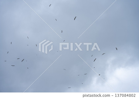 Flock of seagulls flying in cloudy overcast sky above coastal Bergen city 137084802