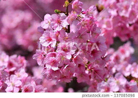Spring season image (cherry blossoms: Kawazu cherry blossoms) 137085098