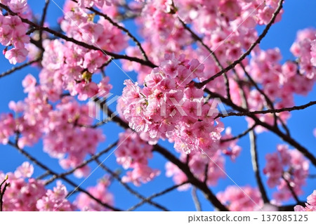 Spring season image (cherry blossoms: Kawazu cherry blossoms) 137085125