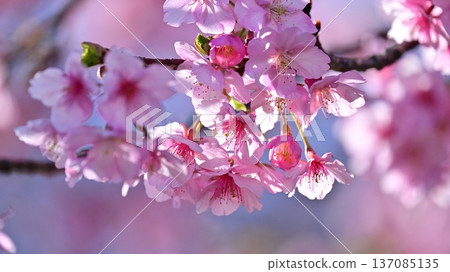 春季圖像(櫻花:河津櫻花) 春季圖像(櫻花:河津櫻花) 137085135