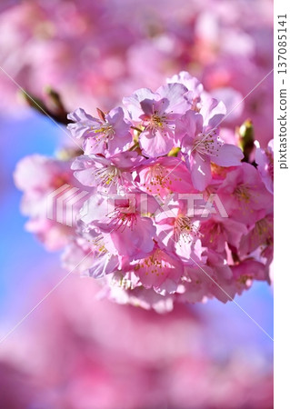 Spring season image (cherry blossoms: Kawazu cherry blossoms) Spring season image (cherry blossoms: Kawazu cherry blossoms) 137085141