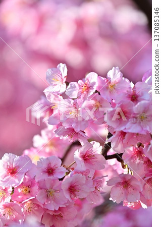 Spring season image (cherry blossoms: Kawazu cherry blossoms) Spring season image (cherry blossoms: Kawazu cherry blossoms) 137085146