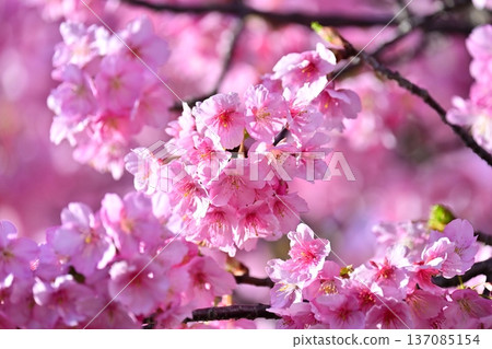 Spring season image (cherry blossoms: Kawazu cherry blossoms) Spring season image (cherry blossoms: Kawazu cherry blossoms) 137085154