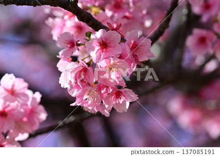 Spring season image (cherry blossoms: Kawazu cherry blossoms) Spring season image (cherry blossoms: Kawazu cherry blossoms) 137085191