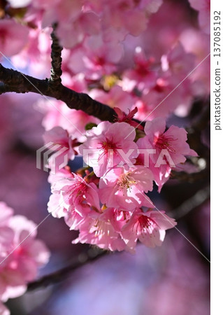Spring season image (cherry blossoms: Kawazu cherry blossoms) Spring season image (cherry blossoms: Kawazu cherry blossoms) 137085192