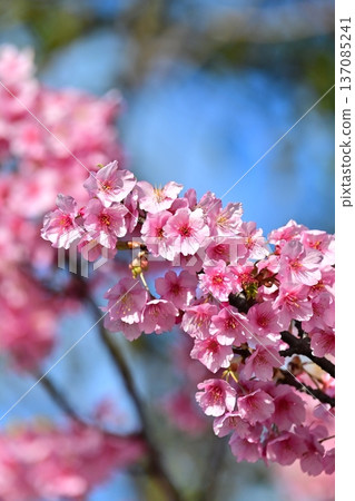 Spring season image (cherry blossoms: Kawazu cherry blossoms) 137085241