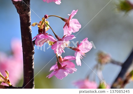 Spring season image (cherry blossoms: Kawazu cherry blossoms) 137085245