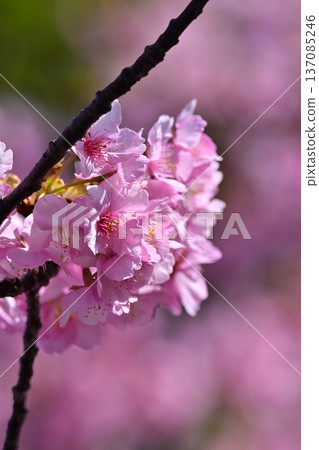 春季圖像(櫻花:河津櫻花) 春季圖像(櫻花:河津櫻花) 137085246