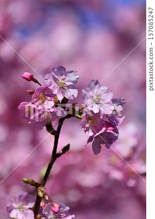 Spring season image (cherry blossoms: Kawazu cherry blossoms) Spring season image (cherry blossoms: Kawazu cherry blossoms) 137085247