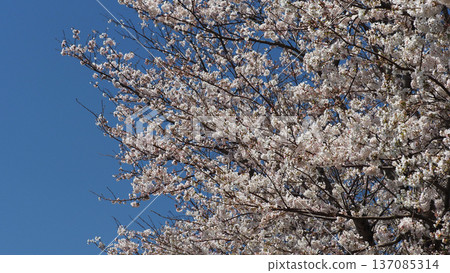 Cherry Blossom (Somei Yoshino) Cherry Blossom (Somei Yoshino) 137085314