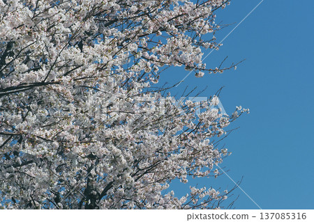 Cherry Blossom (Somei Yoshino) Cherry Blossom (Somei Yoshino) 137085316