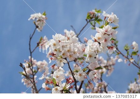 Cherry Blossom (Somei Yoshino) Cherry Blossom (Somei Yoshino) 137085317