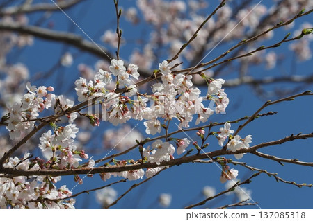 Cherry Blossom (Somei Yoshino) Cherry Blossom (Somei Yoshino) 137085318