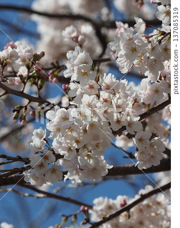 Cherry Blossom (Somei Yoshino) Cherry Blossom (Somei Yoshino) 137085319