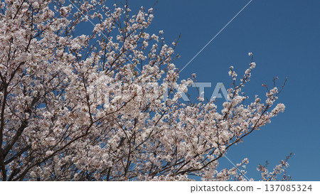 櫻花 櫻花 137085324