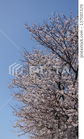 櫻花 櫻花 137085329