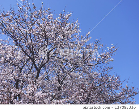 櫻花 137085330