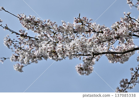 櫻花 櫻花 137085338