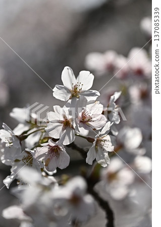 Cherry Blossom (Somei Yoshino) Cherry Blossom (Somei Yoshino) 137085339