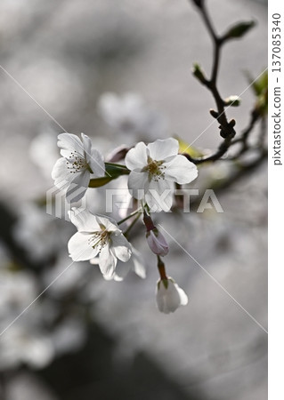 櫻花 櫻花 137085340