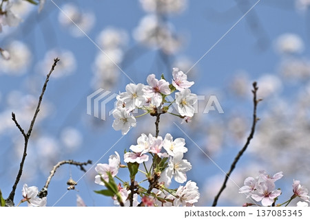 Cherry Blossom (Somei Yoshino) Cherry Blossom (Somei Yoshino) 137085345