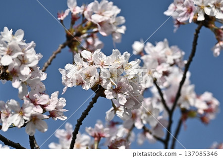 Cherry Blossom (Somei Yoshino) Cherry Blossom (Somei Yoshino) 137085346