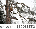 winter photograph of an old pine tree with twisted, bare branches 137085552