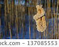 winter photograph of a cattail covered in soft frost and snow 137085553