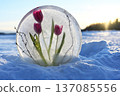 pink tulips and delicate branches frozen inside a clear ice disc 137085556
