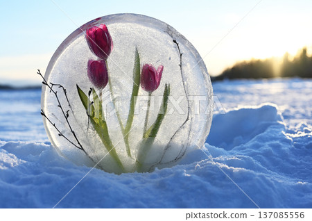 pink tulips and delicate branches frozen inside a clear ice disc pink tulips and delicate branches frozen inside a clear ice disc 137085556