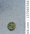 Green plants grow from a hole in the asphalt. A close-up shot of plants growing on the road. 137085568