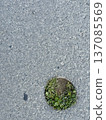 Green plants grow from a hole in the asphalt. A close-up shot of plants growing on the road. 137085569