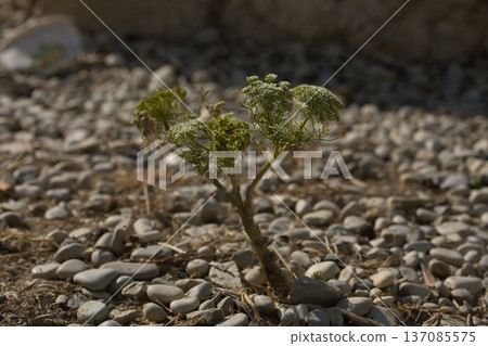 A gentle abstract botanical scene photographed on August 23, 2025. A gentle abstract botanical scene photographed on August 23, 2025. 137085575