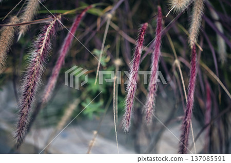 A gentle abstract botanical scene photographed on August 23, 2025. A gentle abstract botanical scene photographed on August 23, 2025. 137085591