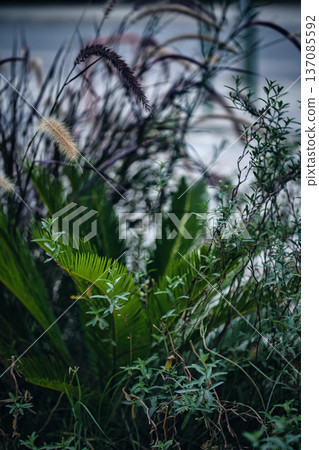 A gentle abstract botanical scene photographed on August 23, 2025. A gentle abstract botanical scene photographed on August 23, 2025. 137085592