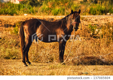 A brown horse stands in a sunlit rural field  137085604