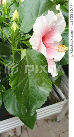 Side view of hibiscus flower with prominent green leaf and unopened buds. Detailed texture of petals and foliage in natural outdoor light, ornamental tropical plant in decorative container. 137085677