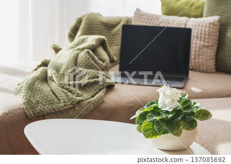 Laptop on Couch and Coffee Mug and Flower Pot on Table. Cozy Spring Home Workspace Laptop on Couch and Coffee Mug and Flower Pot on Table. Cozy Spring Home Workspace 137085692