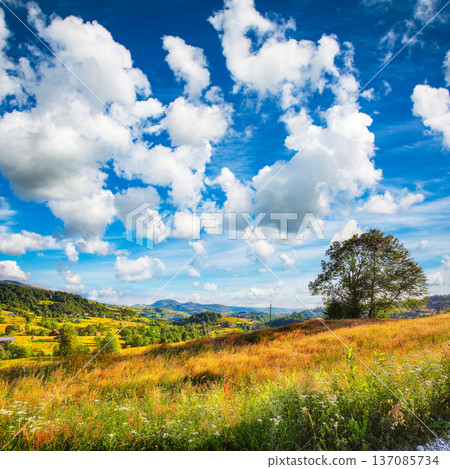 Captivating countryside landscape with forested hills and haystacks on a grassy rural field in mountains. 137085734