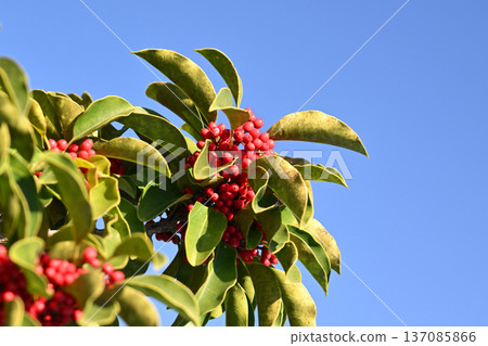Ilex rotunda (also for lucky charms) Ilex rotunda (also for lucky charms) 137085866