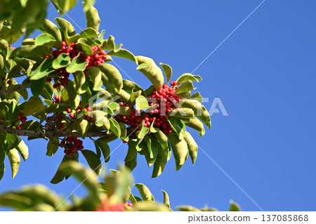 Ilex rotunda (also for lucky charms) 137085868